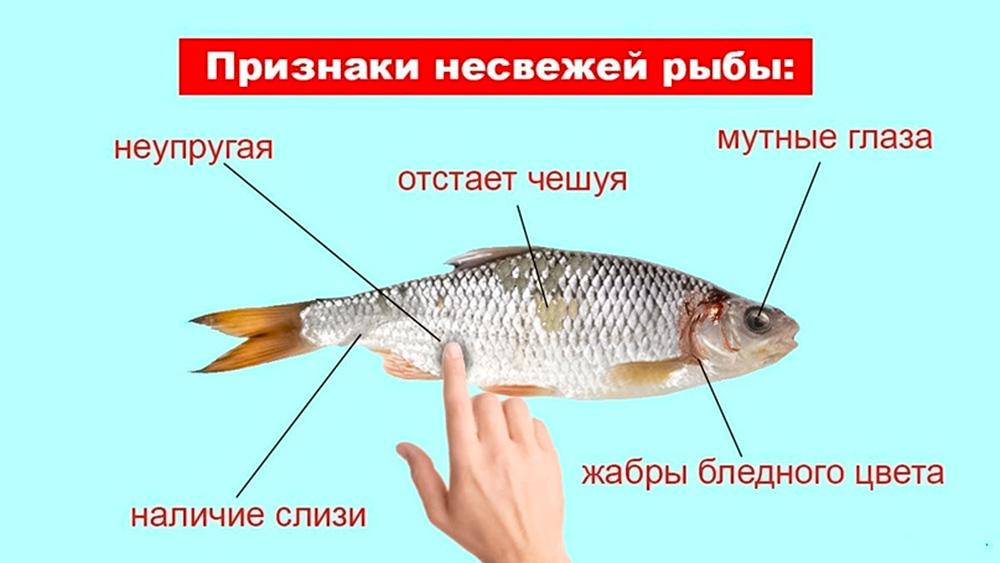 Рыба и проверка